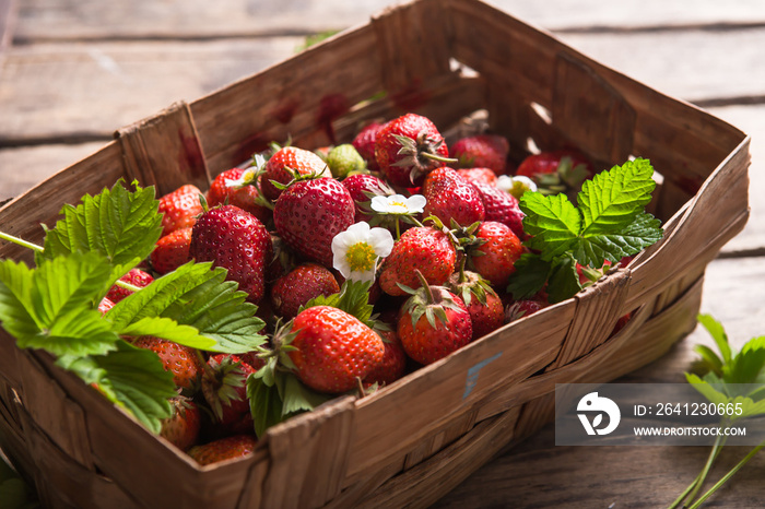 水果农场的草莓地。新鲜成熟的有机草莓放在旧篮子里，自己采摘浆果