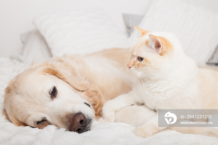 年轻的金毛寻回犬和可爱的混血红猫穿着舒适的格子。动物们在whi上温暖在一起