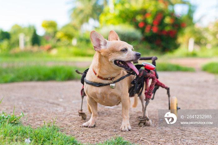 可爱的小狗坐在轮椅或推车上在草地上行走。