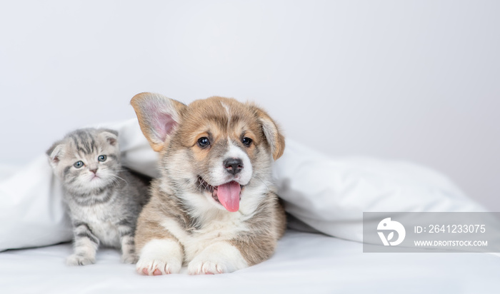 Pembroke welsh corgi puppy and baby kitten lying together under warm white blanket on a bed at home.