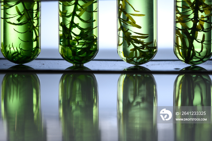 生物技术实验室中的藻类生物燃料管，实验室中的光生物反应器藻类燃料生物燃料行业