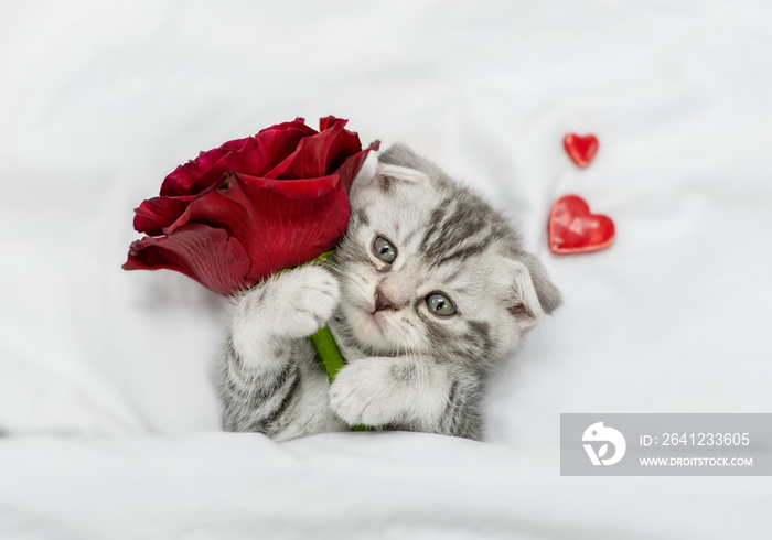 Cute kitten holds red rose on a white bed. Valentines day concept