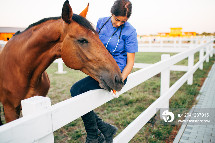 兽医在牧场户外抚摸一匹马。