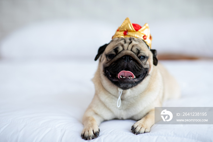 Cute dog pug wearing crown costume and lying smile with happiness and relax feeling in cozy bedroom,