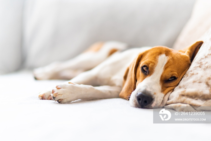 Beagle dog tired sleeps on a cozy sofa, couch, blanket