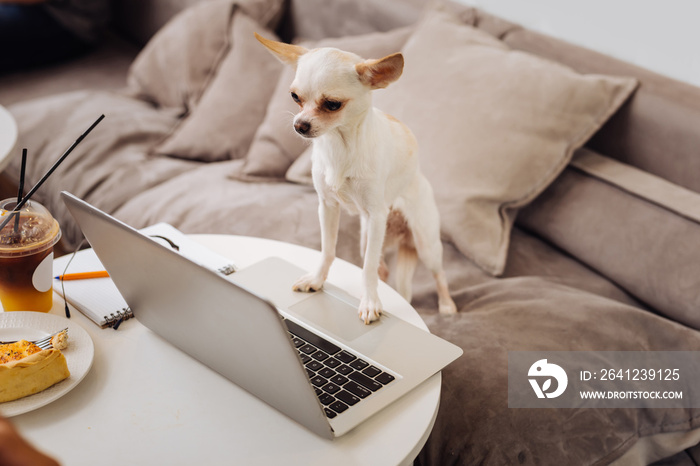 Touching laptop. Little white funny dog touching laptop standing on the table in little cozy coffee 