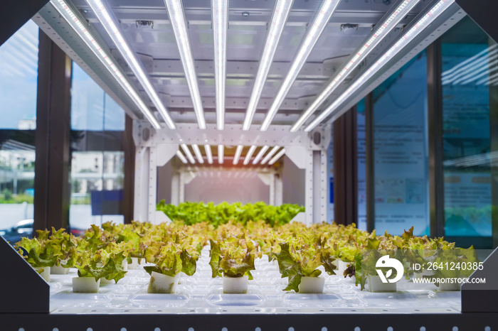 LED灯室内农场有机水培蔬菜种植，农业技术