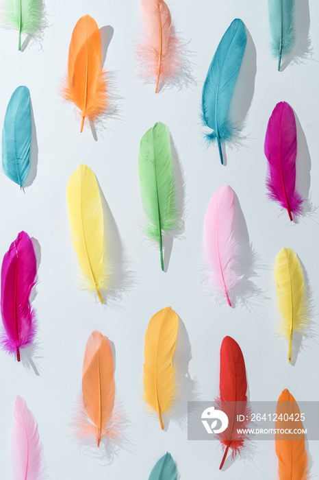 Colorful pattern made of feathers. MInimal boho style color concept. Flat lay backgrund.