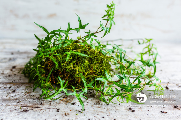 长满苔藓和常春藤的日本kokedama。