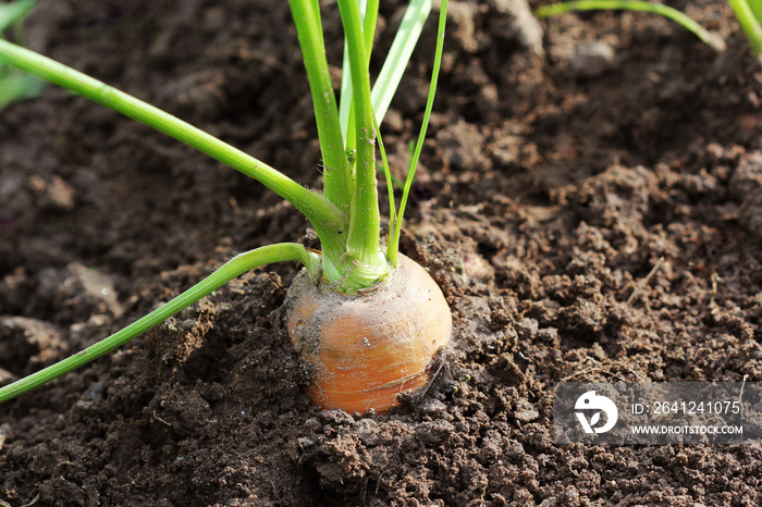 Healthy eating consept. Carrot growing in vegetable garden