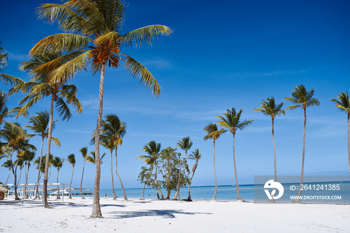 palm tree on the beach