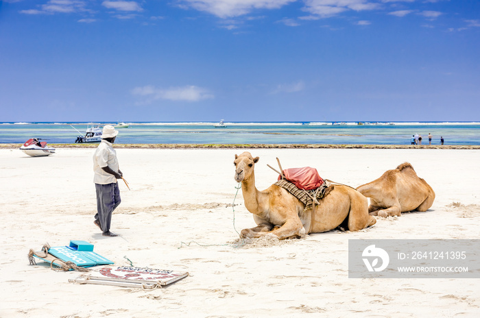 Camels and Diani beach seascape, Kenya