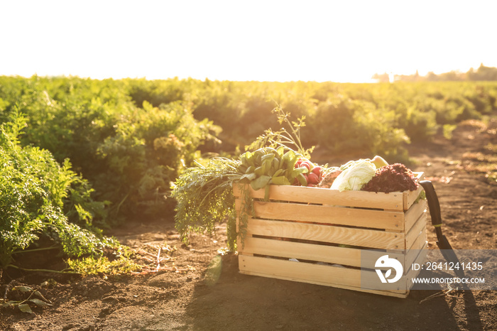 Wooden box with different vegetables in field