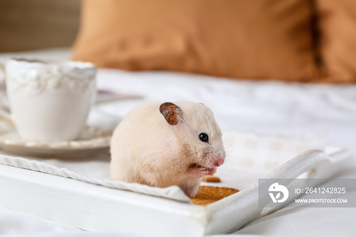 Cute funny hamster eating cookies from tray on bed