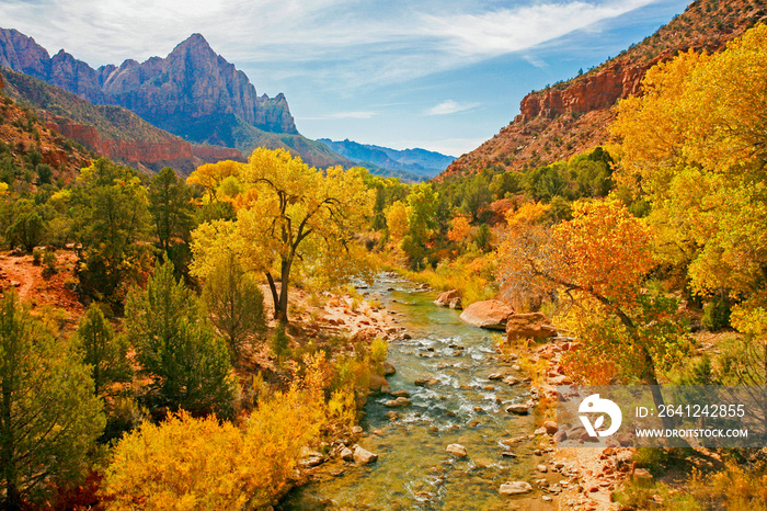 The Virgin River in Zion National Park during the fal season.  Trees showing fall colors line the ri