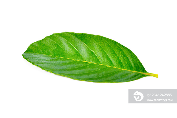 Fresh green leaves isolated on white background