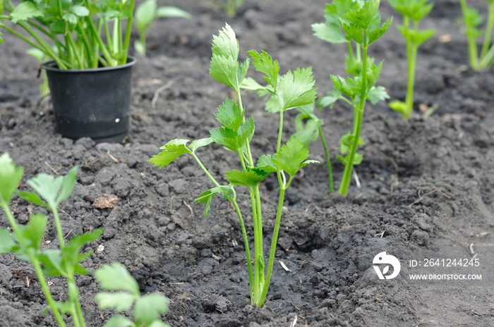 freshly planted celery seedlings in the vegetable garden 