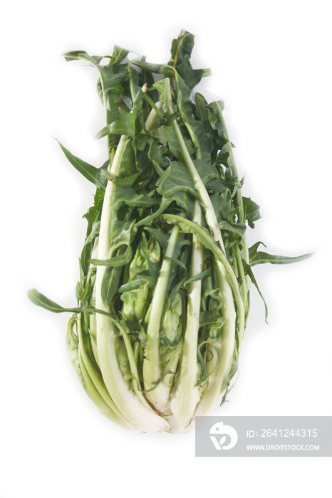 Catalonia chicory called Puntarelle in Italy  isolated on white background. Italian vegetable on whi