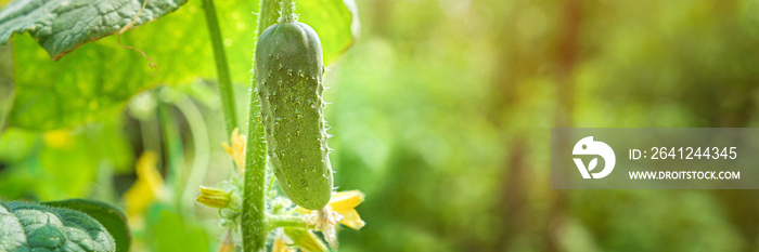 生长在开阔地上的新鲜黄瓜幼苗。与植物合作，种植有机蔬菜，