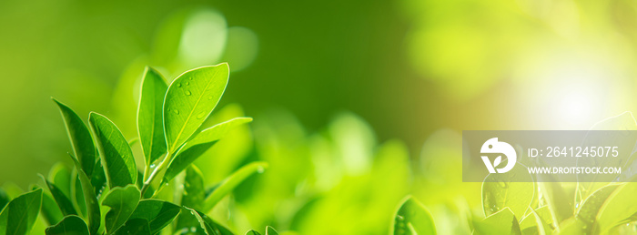 Close-up of nature, green leaves on a blurred green background under morning sunlight with bokeh and