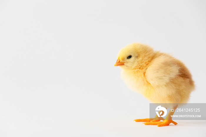 Cute funny chick on light background