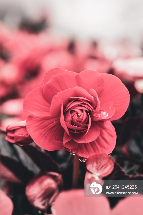 Vertical closeup shot of a blossomed red flower with blurred background