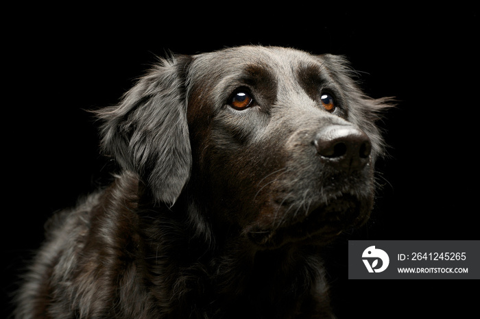 Portrait of an adorable mixed breed dog