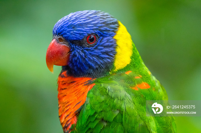 The rainbow lorikeet or Trichoglossus moluccanus