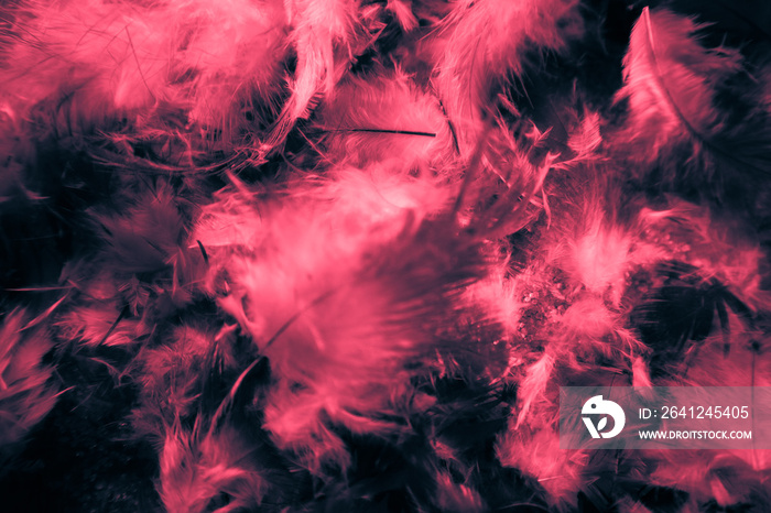 Beautiful closeup textures abstract colorful dark black white red and pink feathers and darkness whi