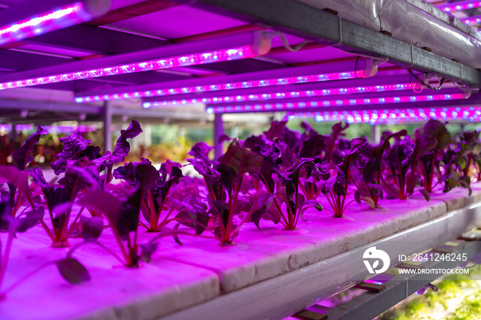 Interior of modern agricultural vegetable greenhouse