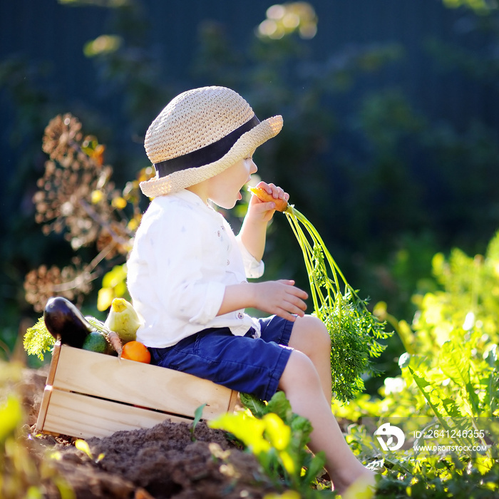 Little boy eating carrot sitting on wooden crate with vegetables