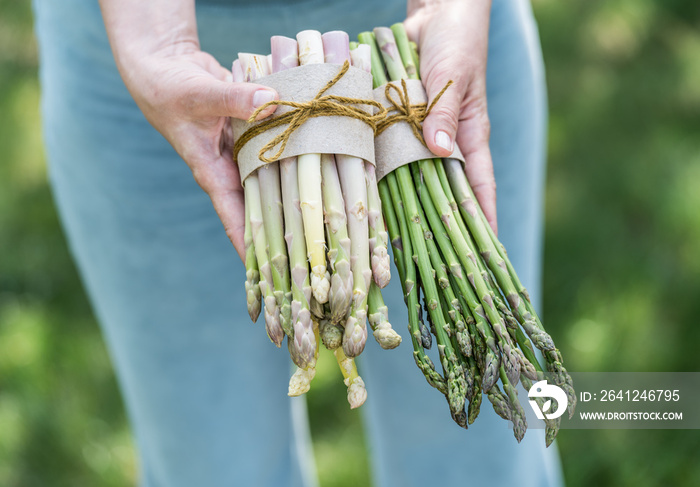 Bundle of white and green asparagus in famers hands.