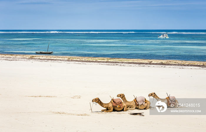 Camel and Diani beach seascape, Kenya