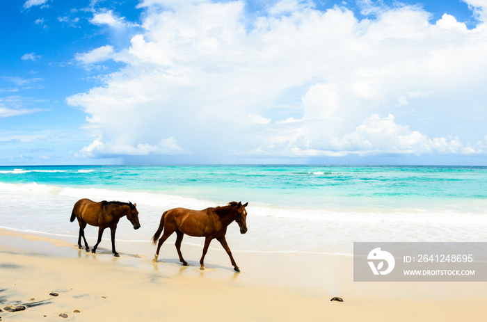 墨西哥海滩上的野马