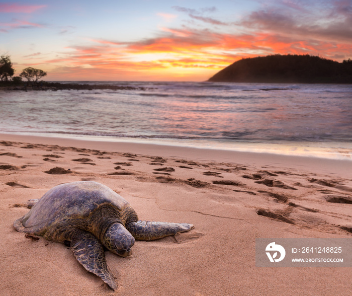 Sea Turtle at Moloaa Beach, Kauai, Hawaii