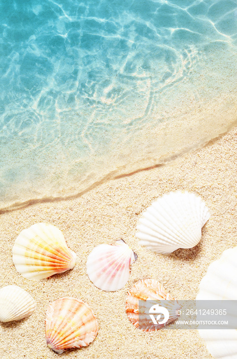 海水中夏季海滩上的贝壳。夏季背景。夏季时间。