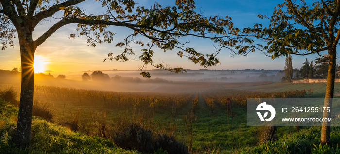 Bordeaux Vineyard at sunrise in autumn, Entre deux mers, Langoiran, Gironde, France