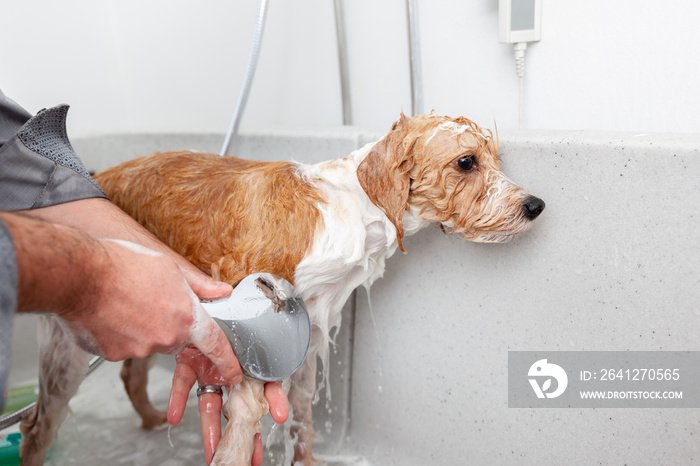 bathing a cute dog