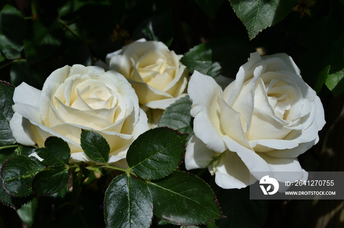 Les trois roses blanches sur rosier