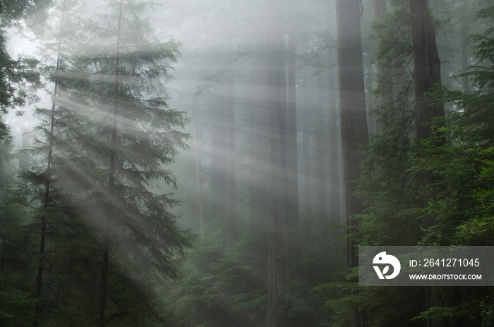 Landscape of coastal redwood forest in fog with sunbeams, Prairie Creek State Park, California, USA