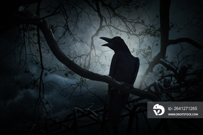 Crow sit on dead tree trunk and croak over fence, moon and cloud