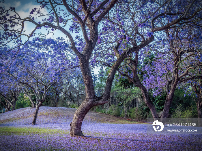 蓝花莲绽放