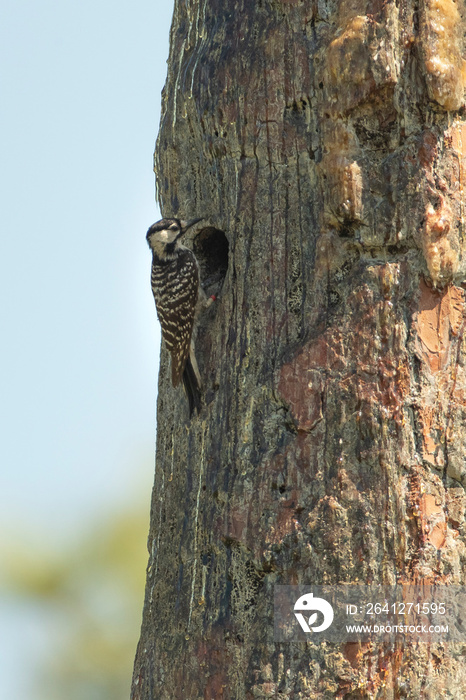 Red-cockaded Woodpecker in North Carolina Forest