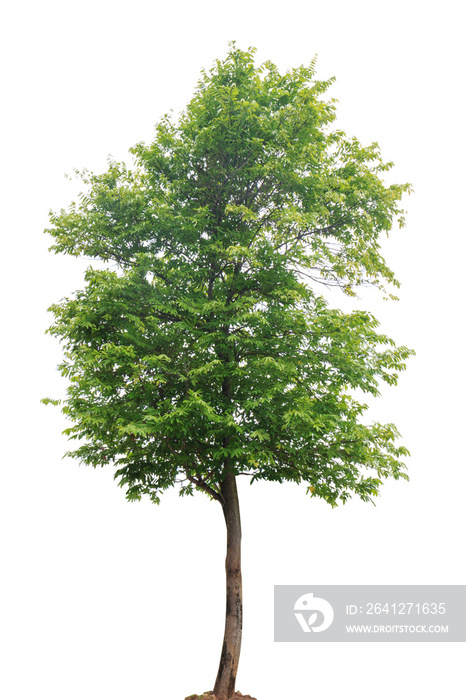 Tree isolated on white background