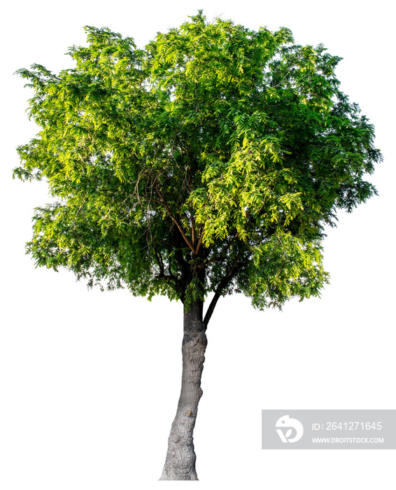 Green leaf foliage on a white background. Clipping Path Maerua siamensis (Kurz) Pax.