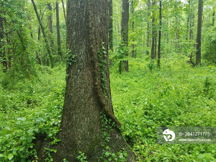 森林中一棵树上的大型毒藤