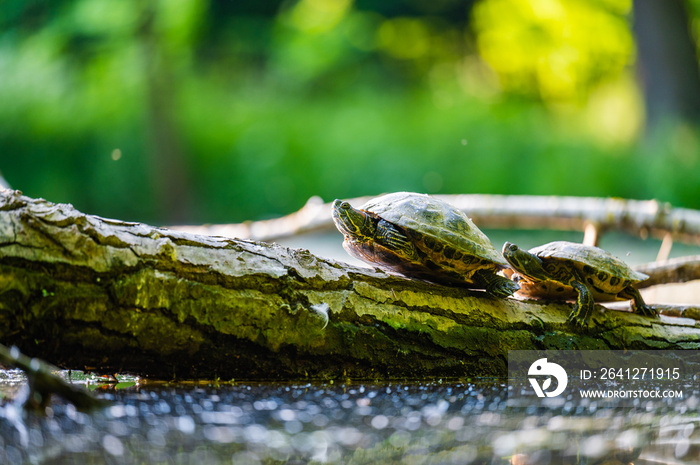 红耳滑块（Trachemys scripta elegans）或海龟在部分树干上晒太阳