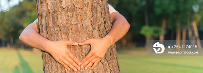 雄性手在松树树干周围形成心形。温暖的光线，柔和的焦点公园/森林la
