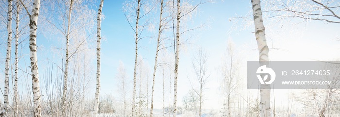 暴风雪后，白雪覆盖的山丘上的桦树。飘落的雪花，纯净的晨曦。