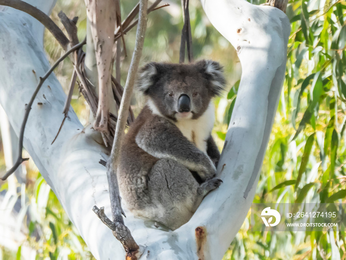 Koala (Phascolarctos cinereus). Daylesford, Victoria, Australia